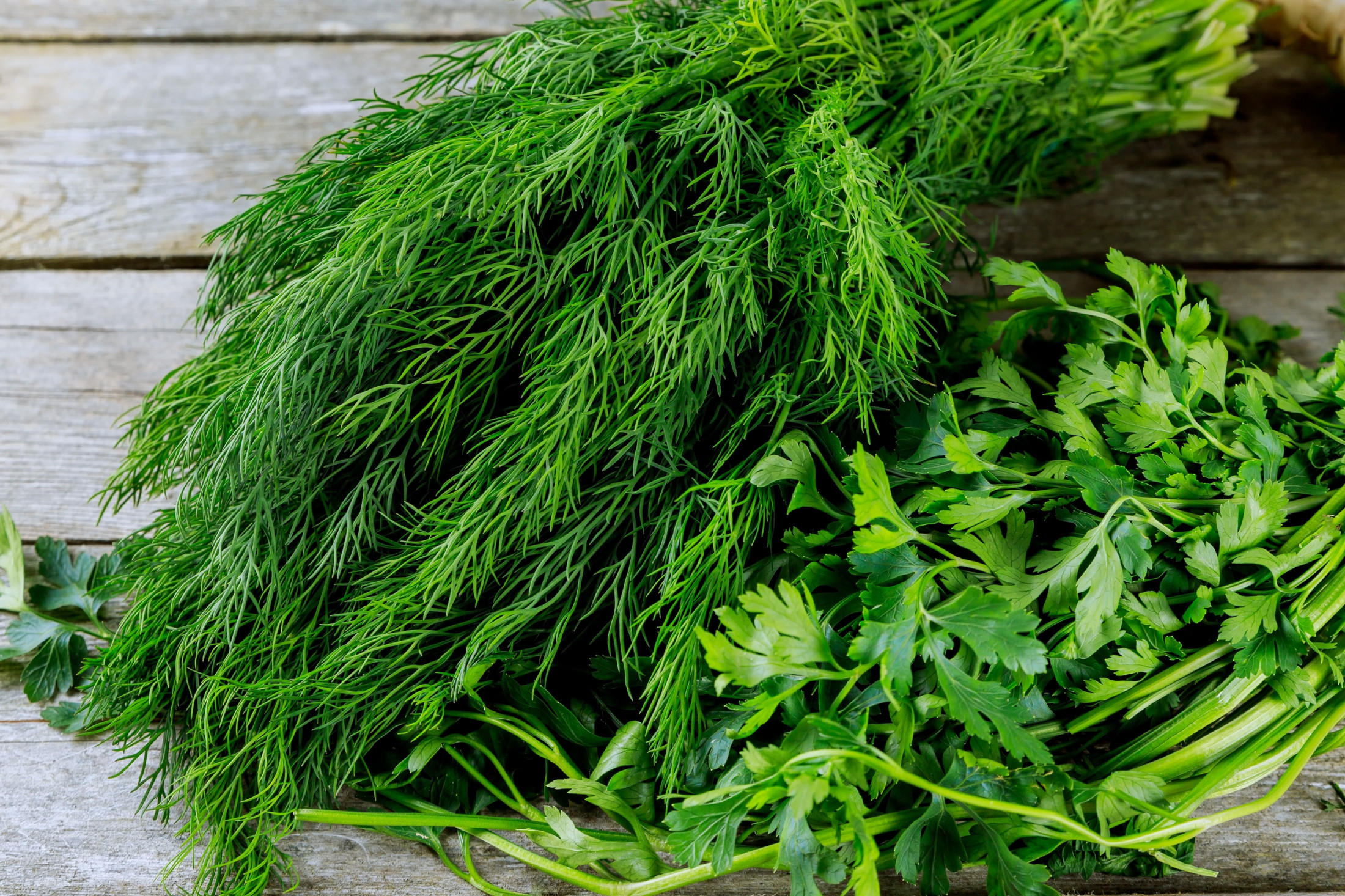 fresh-herbs-dill-parsley-spinach-mint-wild-gar-2026-01-09-08-18-18-utc.jpg